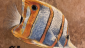copperband-angelfish